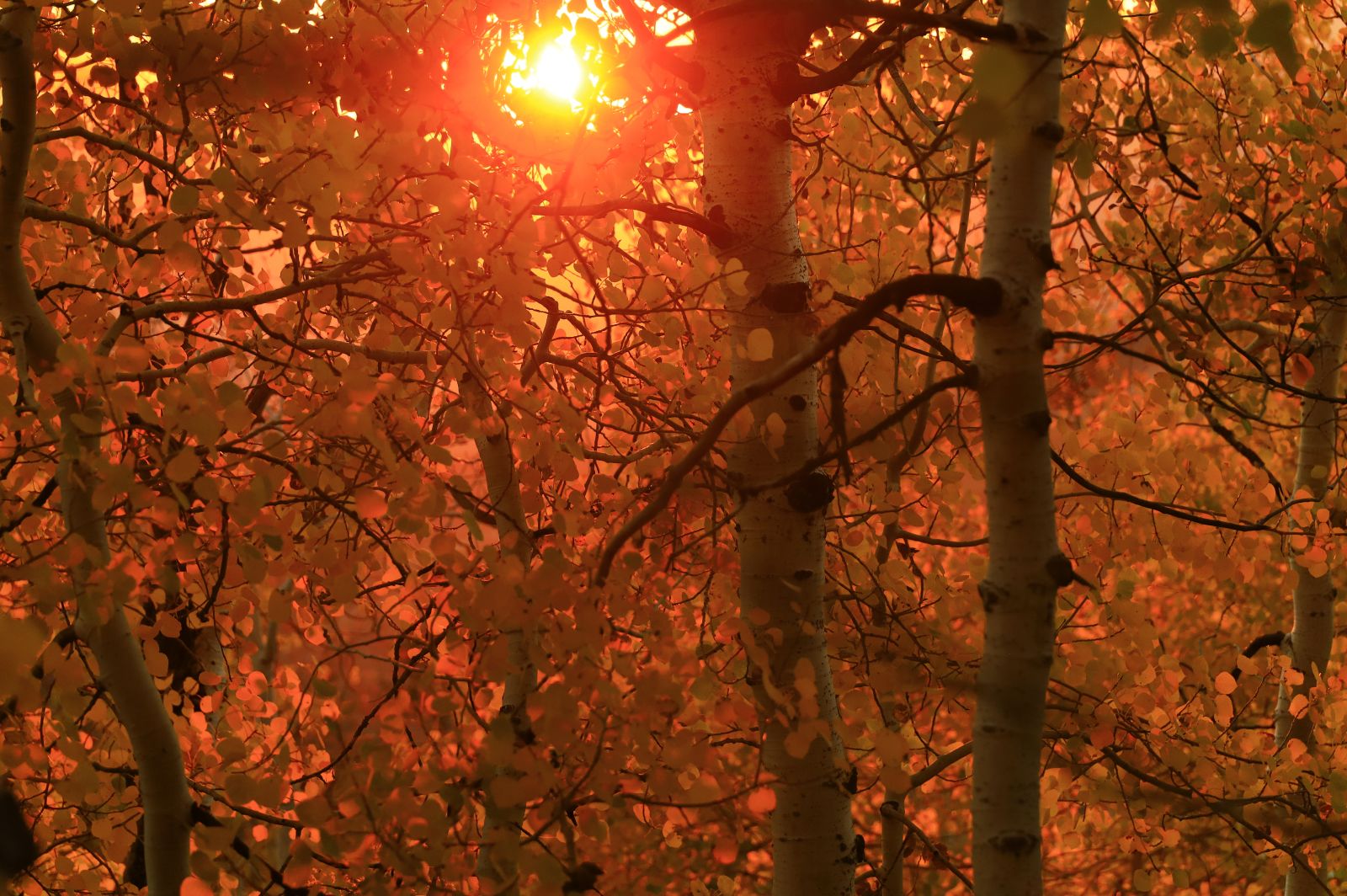 Backlit Red Leaves, Uinta Mountains