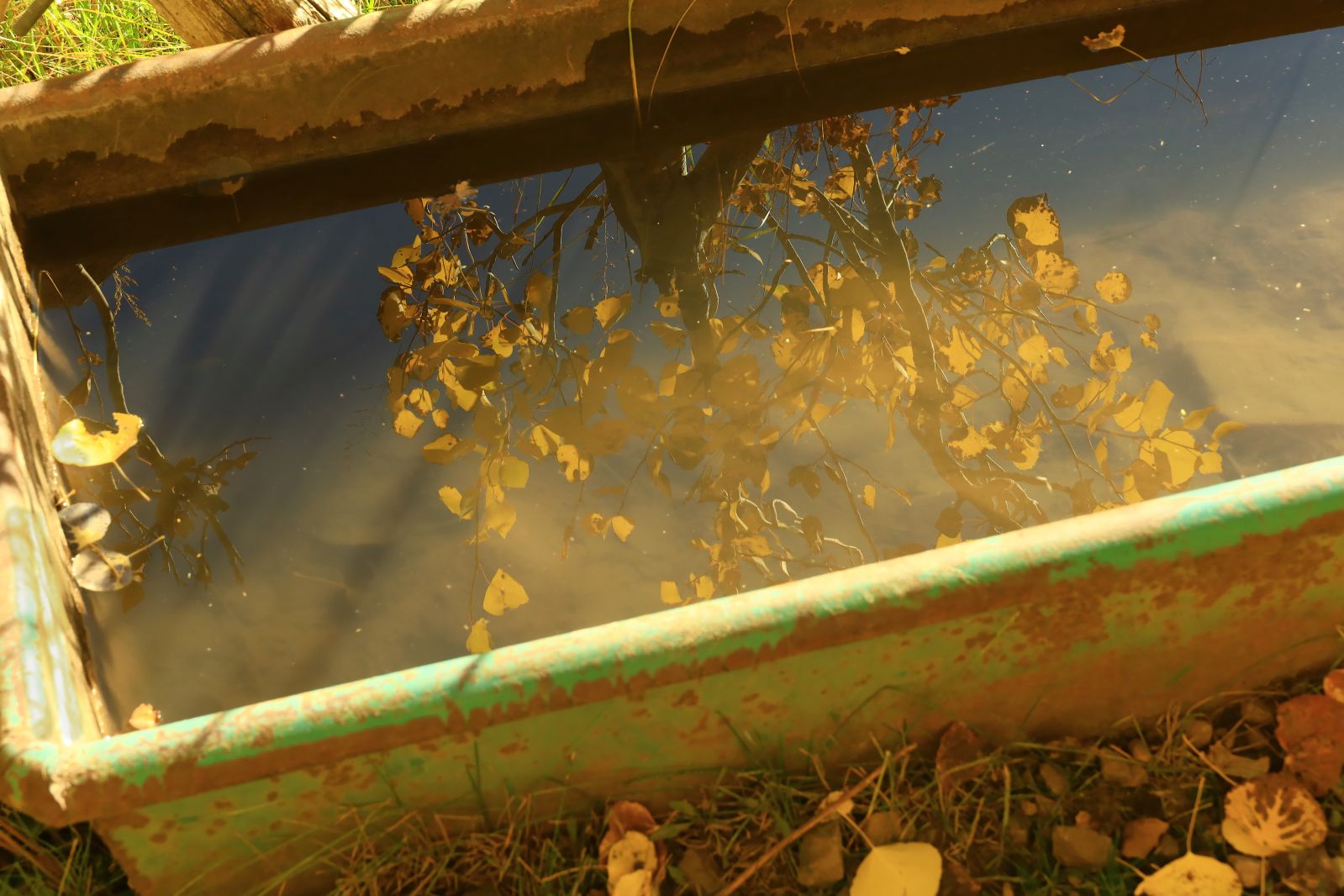 Fall Tree Trough Reflection