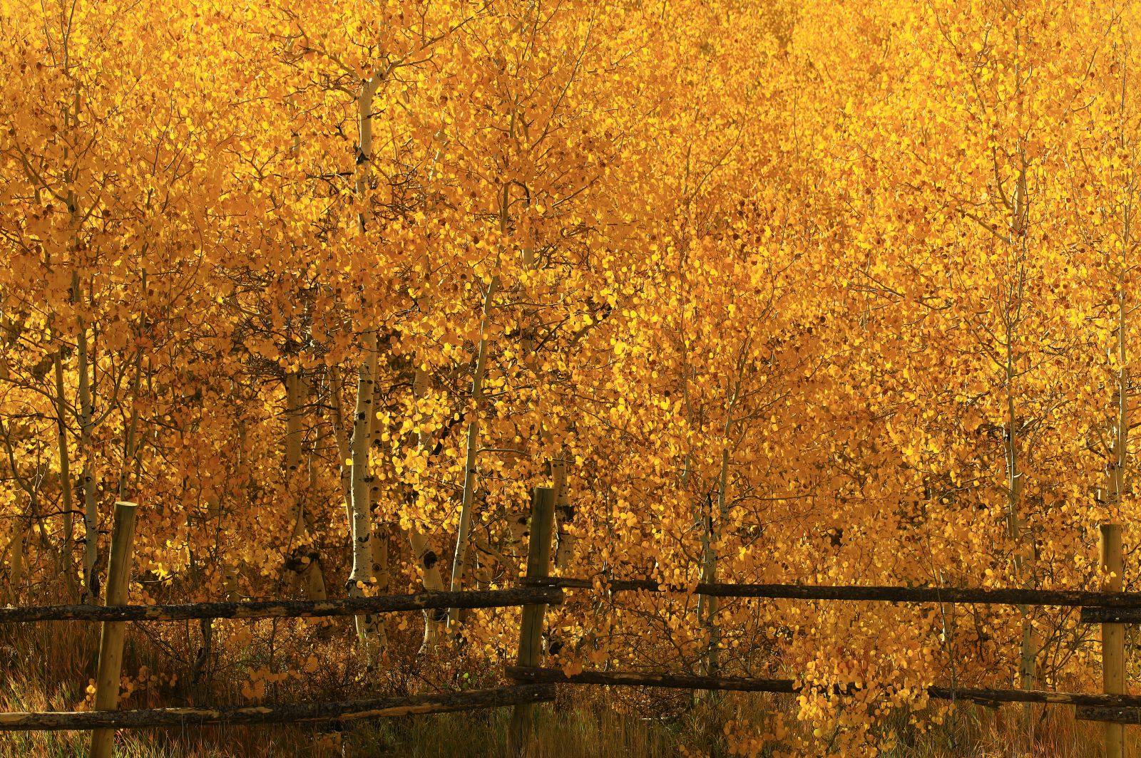 Forest of Yellow Leaves, Uinta Mountains