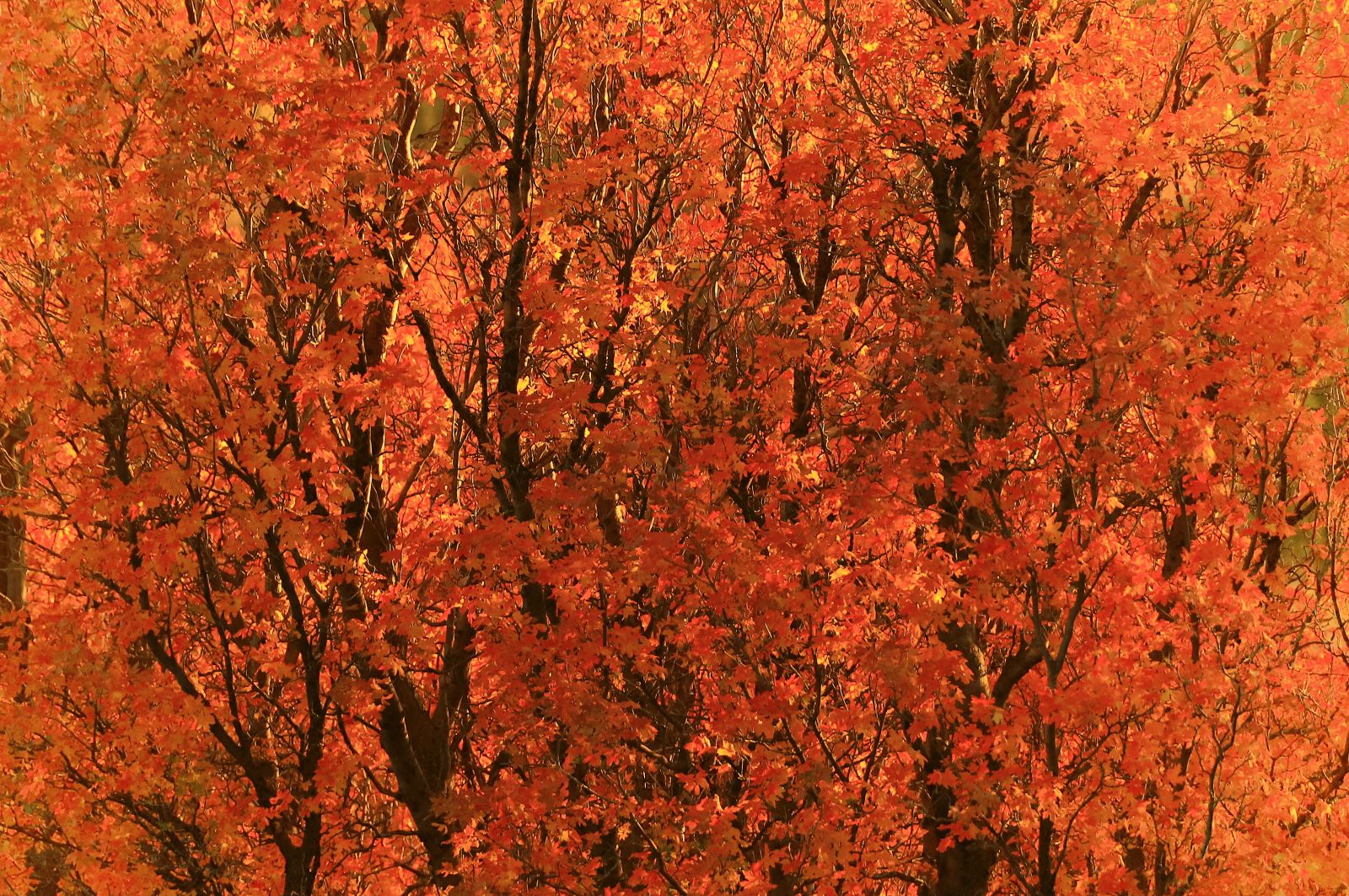 Glowing Red Trees, Uinta Mountains
