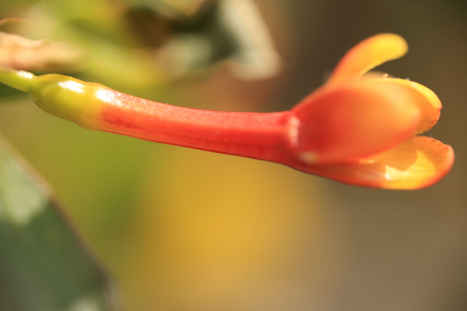 Golden Currant Flower