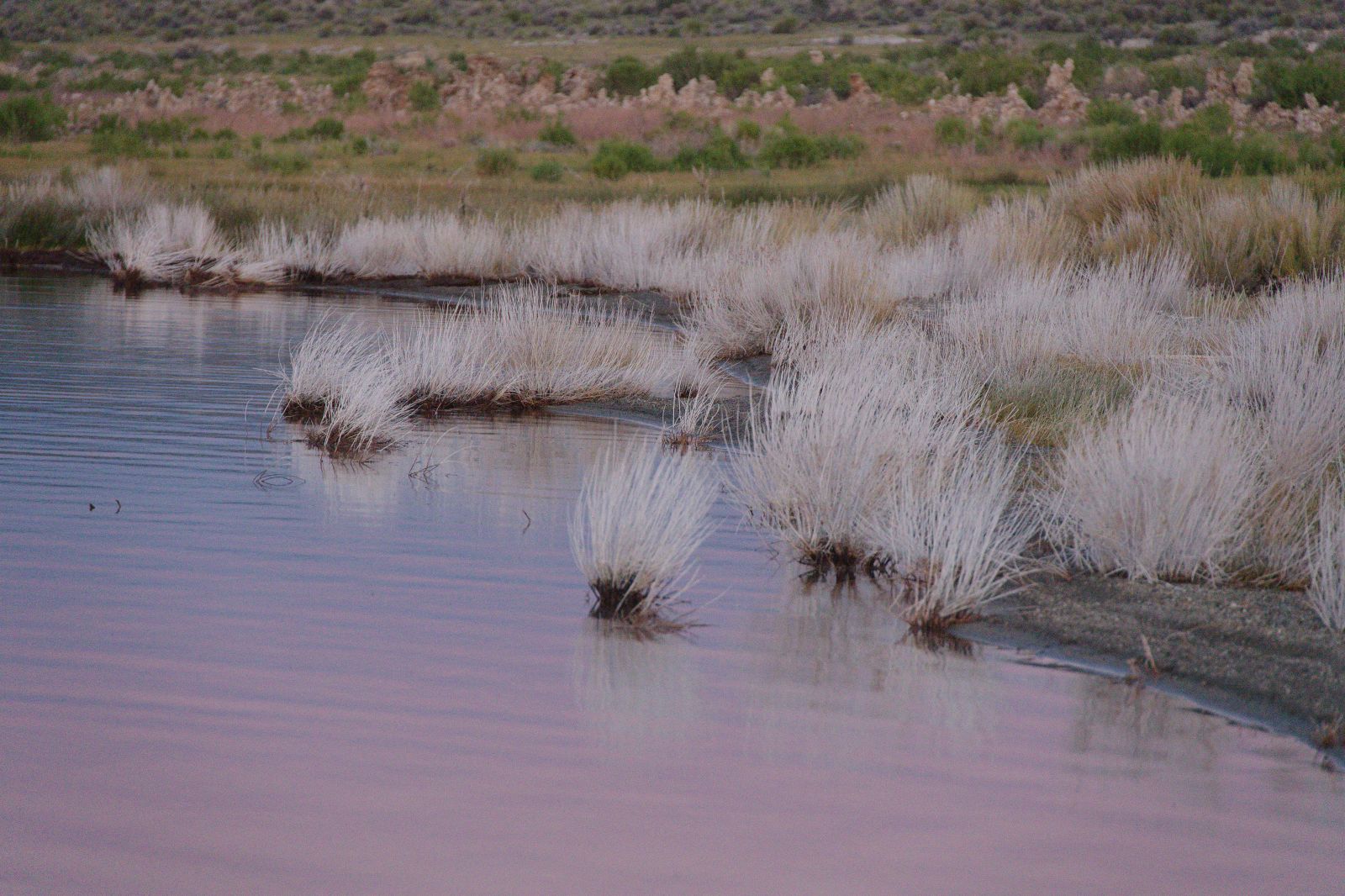 Mono Lake Grass