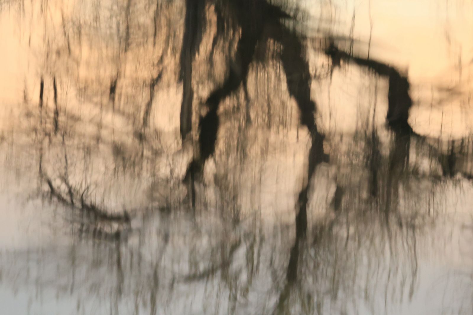 Reflection of a Tree