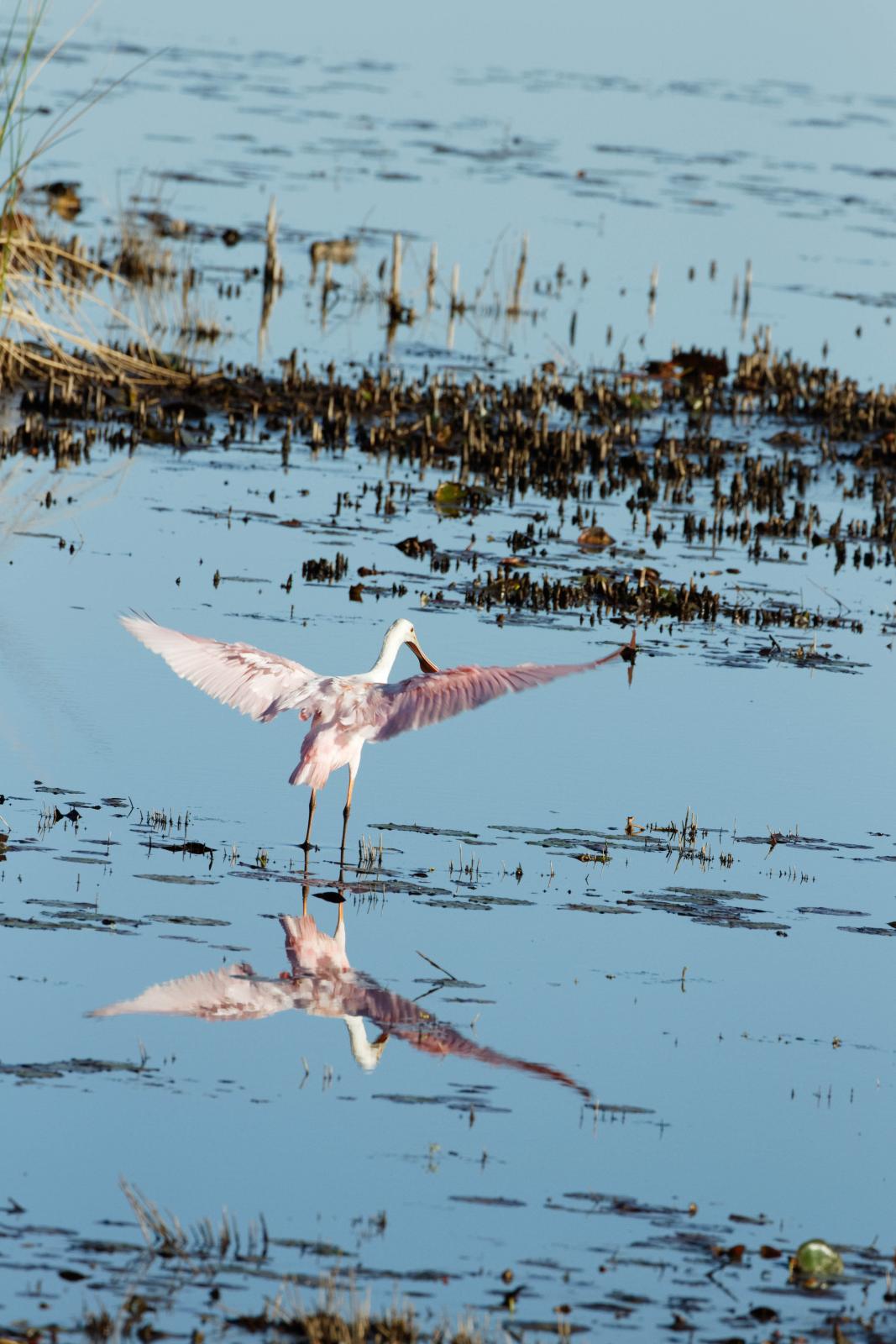Roseate Spoonbill Taking Flight St Marks Wildlife Refuge