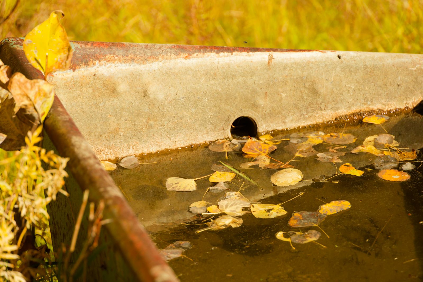 Yellow Leaves in a Trough